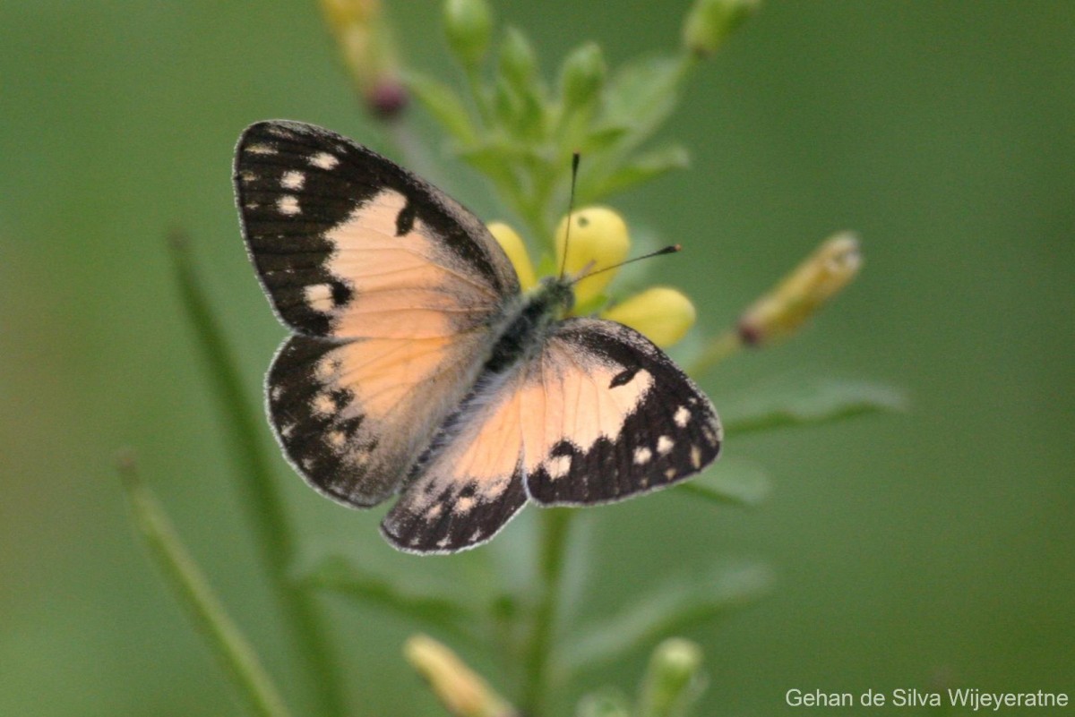 Colotis amata Fabricius, 1775